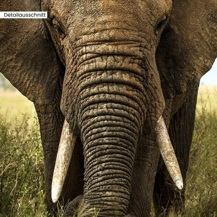 Leinwandbild "Elefant - Afrika"