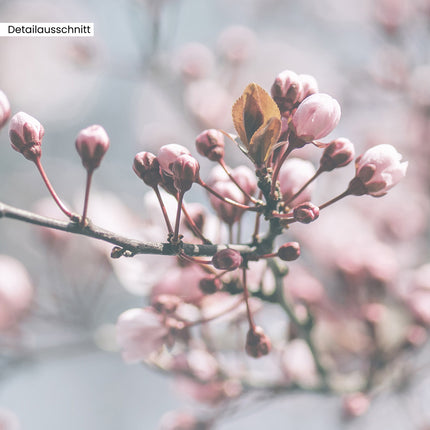 Leinwandbild "Kirschblüte"